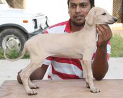 Kennels offer for sale KCI registered Chippiparai (Indi