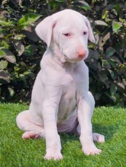 DogsIndia.com - Rajapalayam - Raghlin's - R.Vijayaraghavan