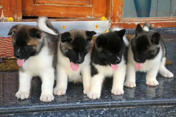 DogsIndia.com - Akita - Ravikumar