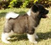 DogsIndia.com - Akita - Ravikumar