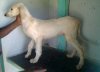 DogsIndia.com - Caravan Hound - MAG Kennels