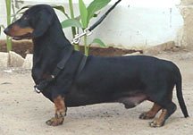 Dach-Milli.jpg (9138 bytes)
