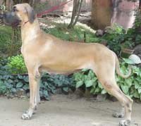 Dane1a-Pushpa.jpg (7586 bytes)
