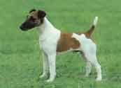 Fox Terrier(Smooth)-DI.jpg (8446 bytes)