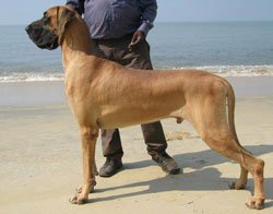Dogs India Great Dane Faithtrot