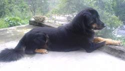 Himalayan Sheepdog