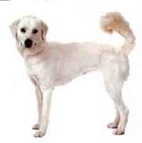 Himalayan Sheepdog-DI.jpg (8230 bytes)
