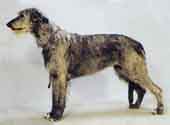 Irish Wolfhound-DI.jpg (8954 bytes)
