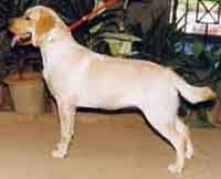 Lab-Meenakshi.jpg (11415 bytes)