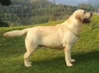 DogsIndia.com - Labrador