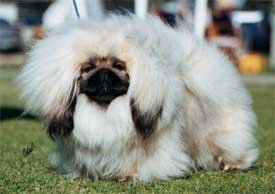 Pekingese-coco.jpg (15212 bytes)