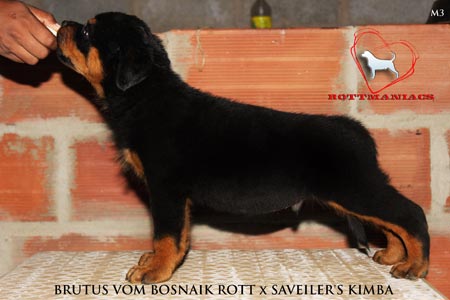 DogsIndia.com - Rottweiler