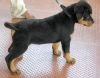DogsIndia.com - Rottweiler - Jose