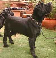 SchnauzerBuff-web.jpg (14882 bytes)
