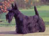 Scottish Terrier-DI.jpg (8761 bytes)