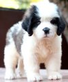 DogsIndia.com - St. Bernard - Dvijatman Kennel