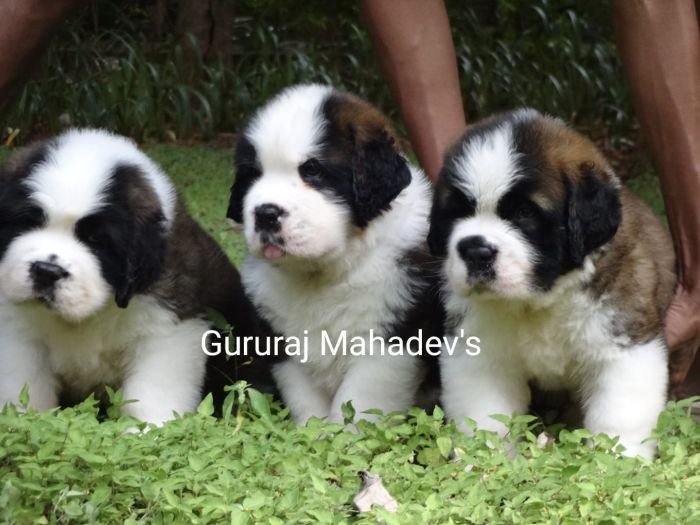 DogsIndia.com  Saint Bernard  Gururaj