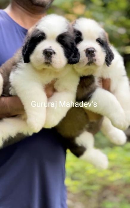 DogsIndia.com  Saint Bernard  Gururaj