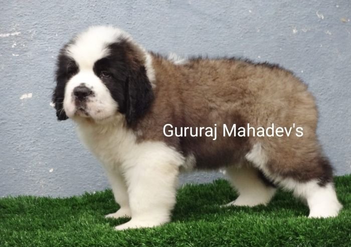 DogsIndia.com  Saint Bernard  Gururaj