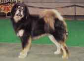 Tibetan Mastiff-DI.jpg (9801 bytes)