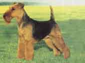 Welsh Terrier-DI.jpg (8895 bytes)