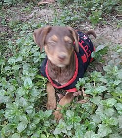 rottweiler puppies for free adoption in mumbai dogs india all about dogs breeders breeds indian breeds and info related to dogs rottweiler puppies for free adoption in mumbai dogs india all about dogs breeders breeds indian breeds and info related to dogs