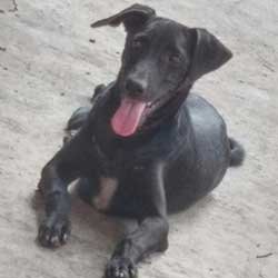 rottweiler puppies for free adoption in mumbai dogs india all about dogs breeders breeds indian breeds and info related to dogs rottweiler puppies for free adoption in mumbai dogs india all about dogs breeders breeds indian breeds and info related to dogs