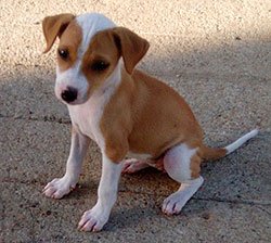 rottweiler puppies for free adoption in mumbai dogs india all about dogs breeders breeds indian breeds and info related to dogs rottweiler puppies for free adoption in mumbai dogs india all about dogs breeders breeds indian breeds and info related to dogs