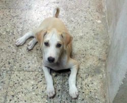 DogsIndia.com - Puppies for Free Adoption - Chennai