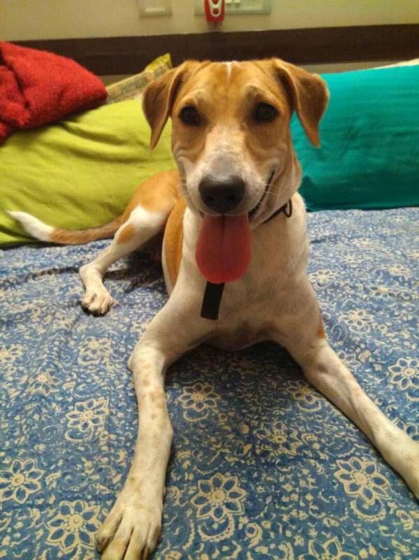 DogsIndia.com - Free For Adoption - Ginger and Namkeen - Ananth