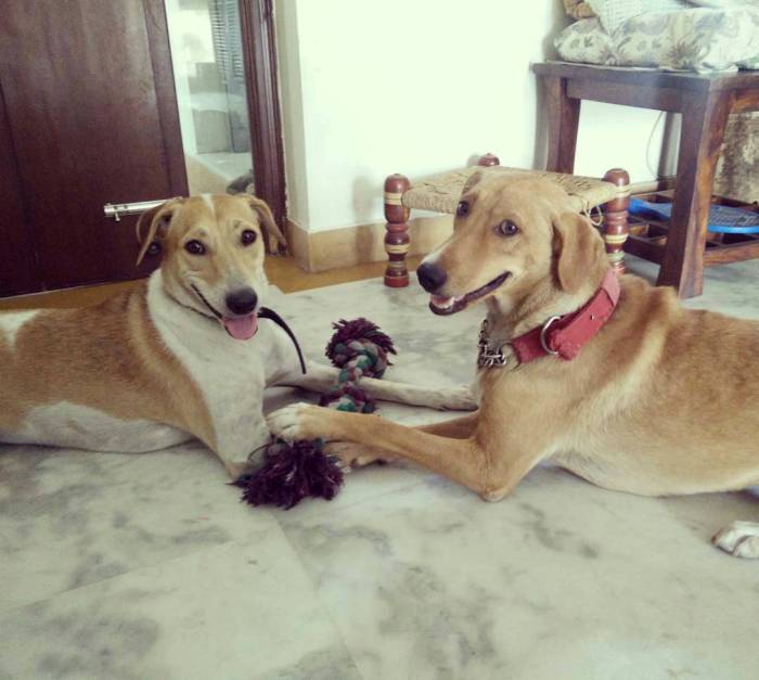 DogsIndia.com - Free For Adoption - Ginger and Namkeen - Ananth