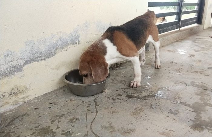 DogsIndia.com  Beagle  Adoption  Bangalore