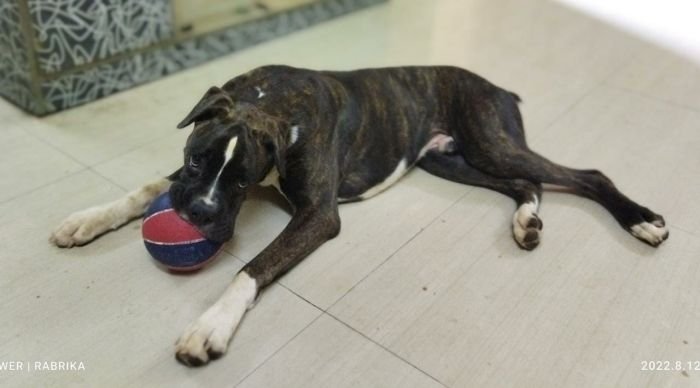 DogsIndia.com - Adoption - Boxer - 8 Month Male