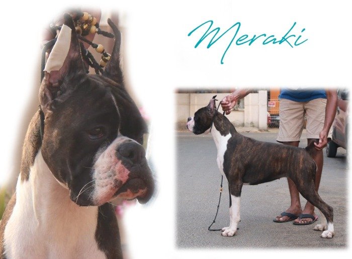 DogsIndia.com - Boxer for Adoption - Jaisimha