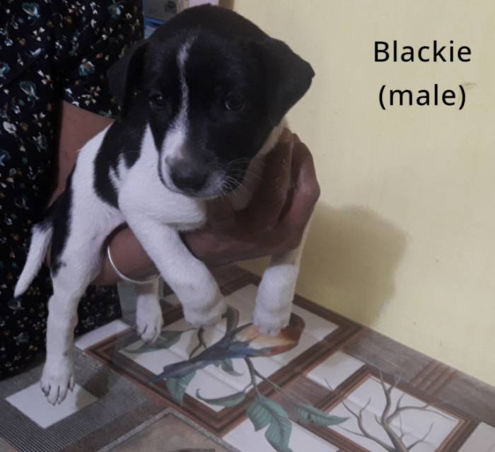 DogsIndia.com - Adoption - Chandrasekaran - Coimbatore