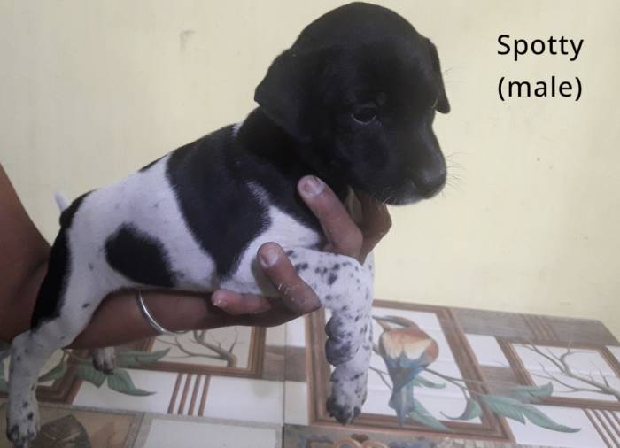 DogsIndia.com - Adoption - Chandrasekaran - Coimbatore