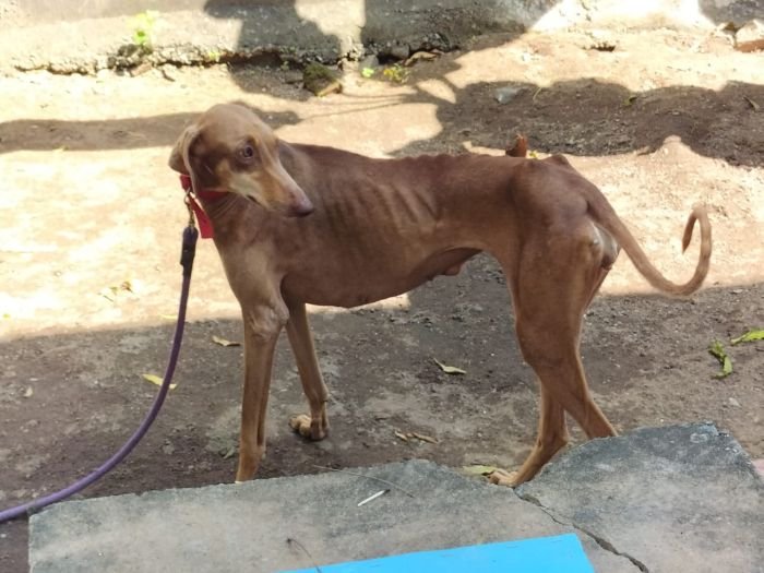 DogsIndia.com - Adoption - Chippiparai - Ajit