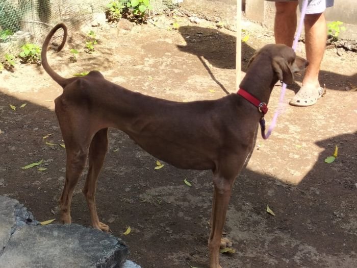 DogsIndia.com - Adoption - Chippiparai - Ajit