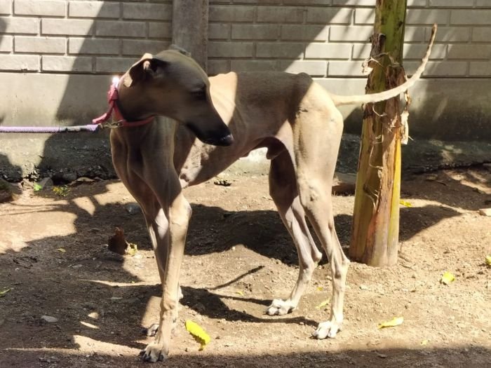 DogsIndia.com - Adoption - Chippiparai - Ajit