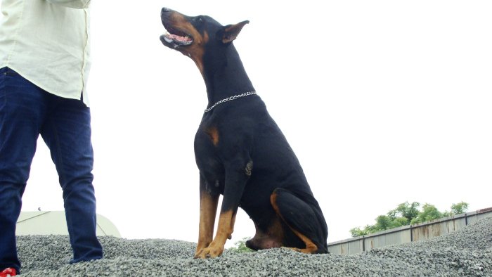 DogsIndia.com - Dobermann - Free Adoption