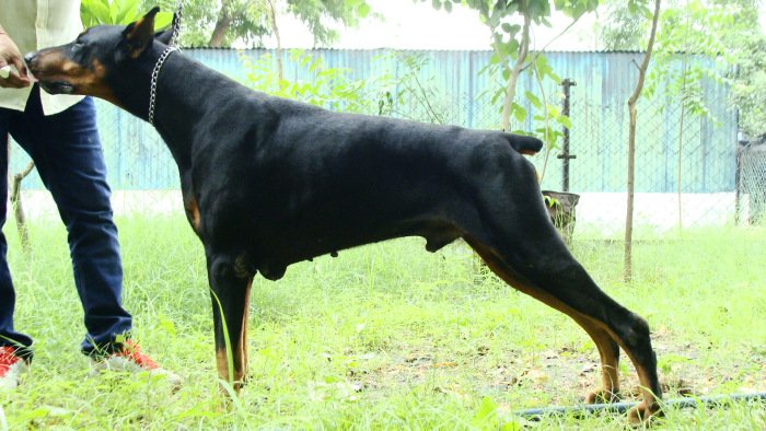 DogsIndia.com - Dobermann - Free Adoption