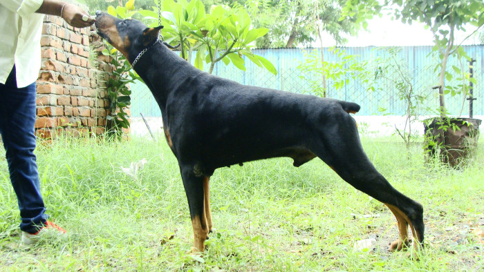 DogsIndia.com - Dobermann - Free Adoption