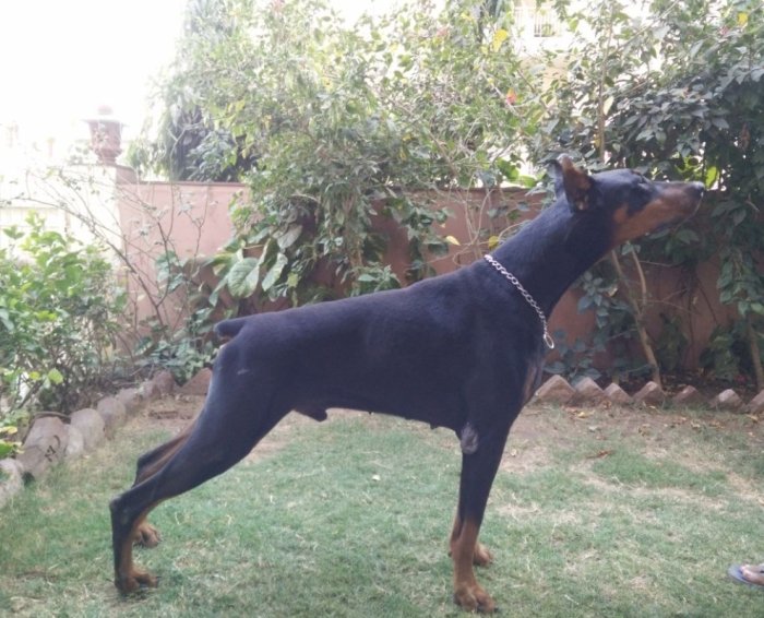 DogsIndia.com - Dobermann - Free Adoption
