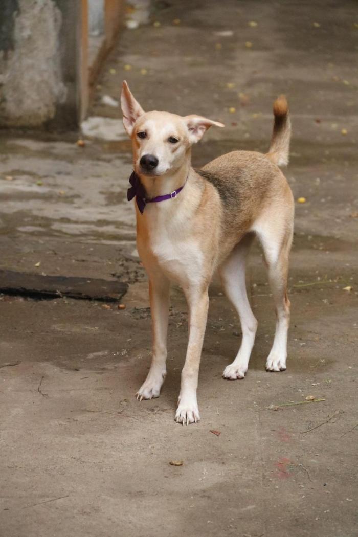 DogsIndia.com - Dogs For Adoption at Chennai