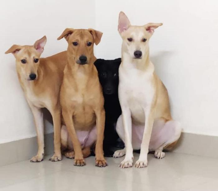 DogsIndia.com - Dogs For Adoption at Chennai
