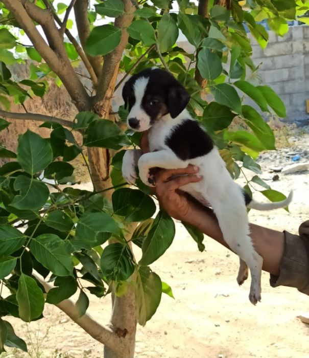 DogsIndia.com - Adoption - Nihal