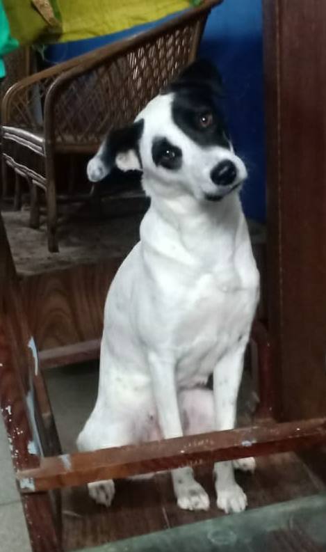 DogsIndia.com - Adoption - Philanski