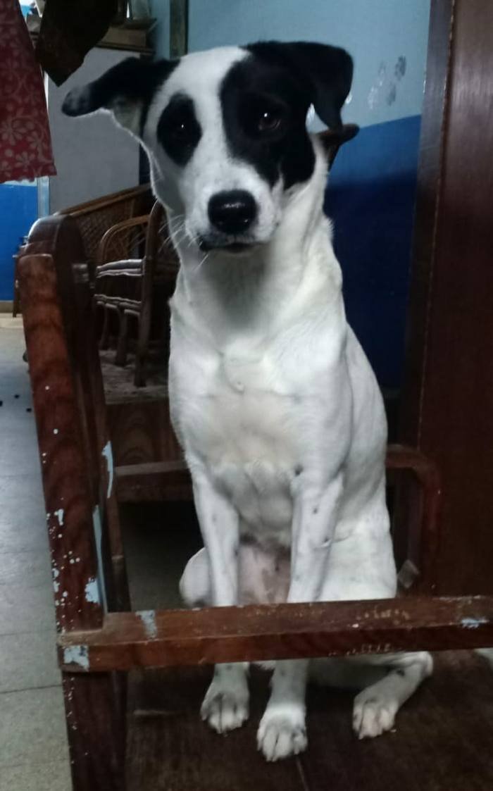 DogsIndia.com - Adoption - Philanski