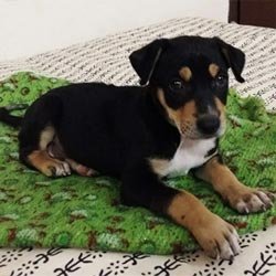rottweiler puppies for free adoption in mumbai dogs india all about dogs breeders breeds indian breeds and info related to dogs rottweiler puppies for free adoption in mumbai dogs india all about dogs breeders breeds indian breeds and info related to dogs