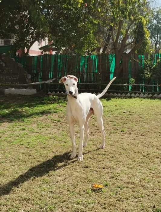 DogsIndia.com - Adoption - Rampur Hound